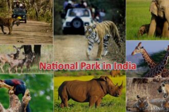 Best National Park